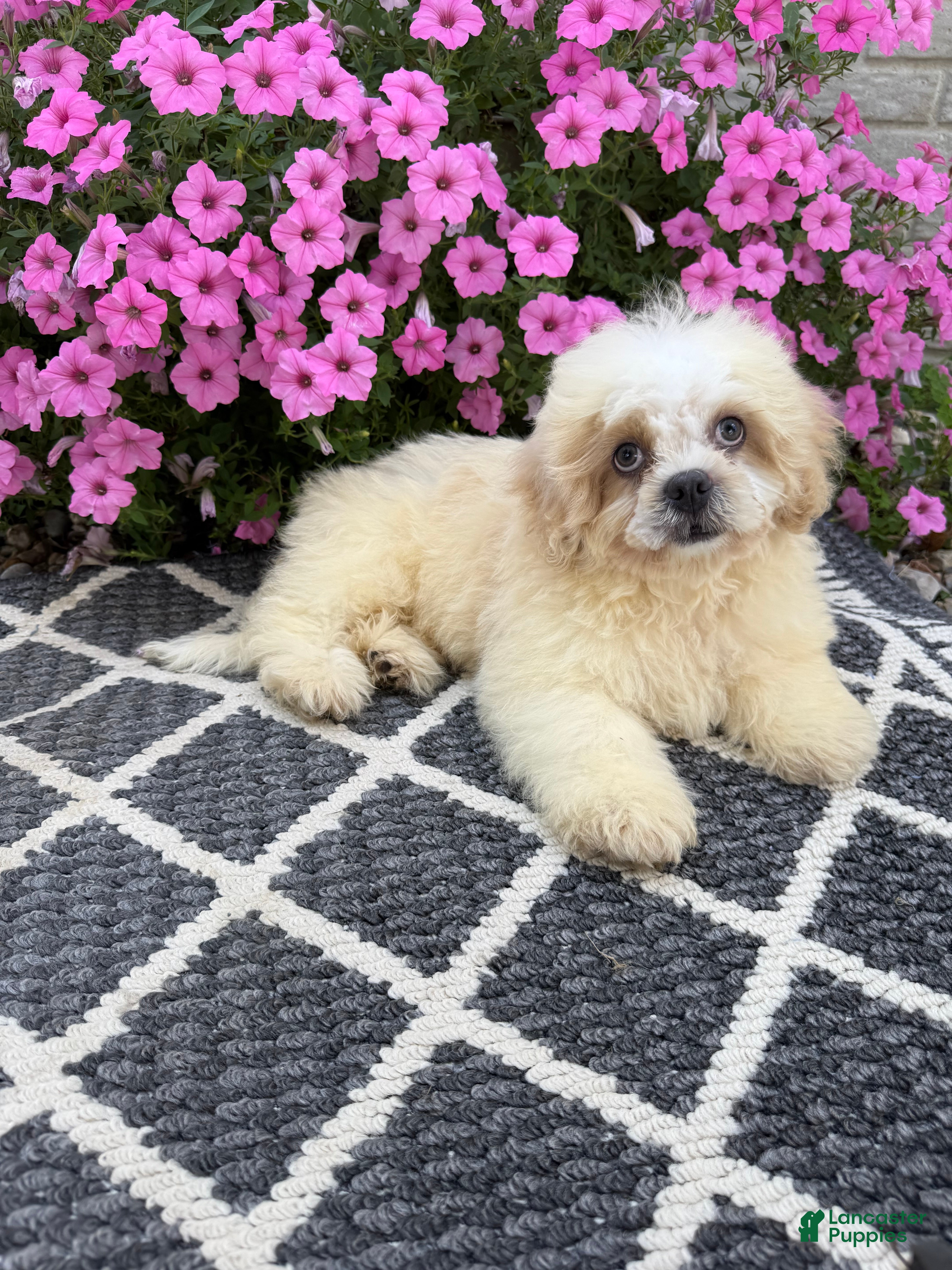 Mixed Breed dogs Marshmallow - Ad 2