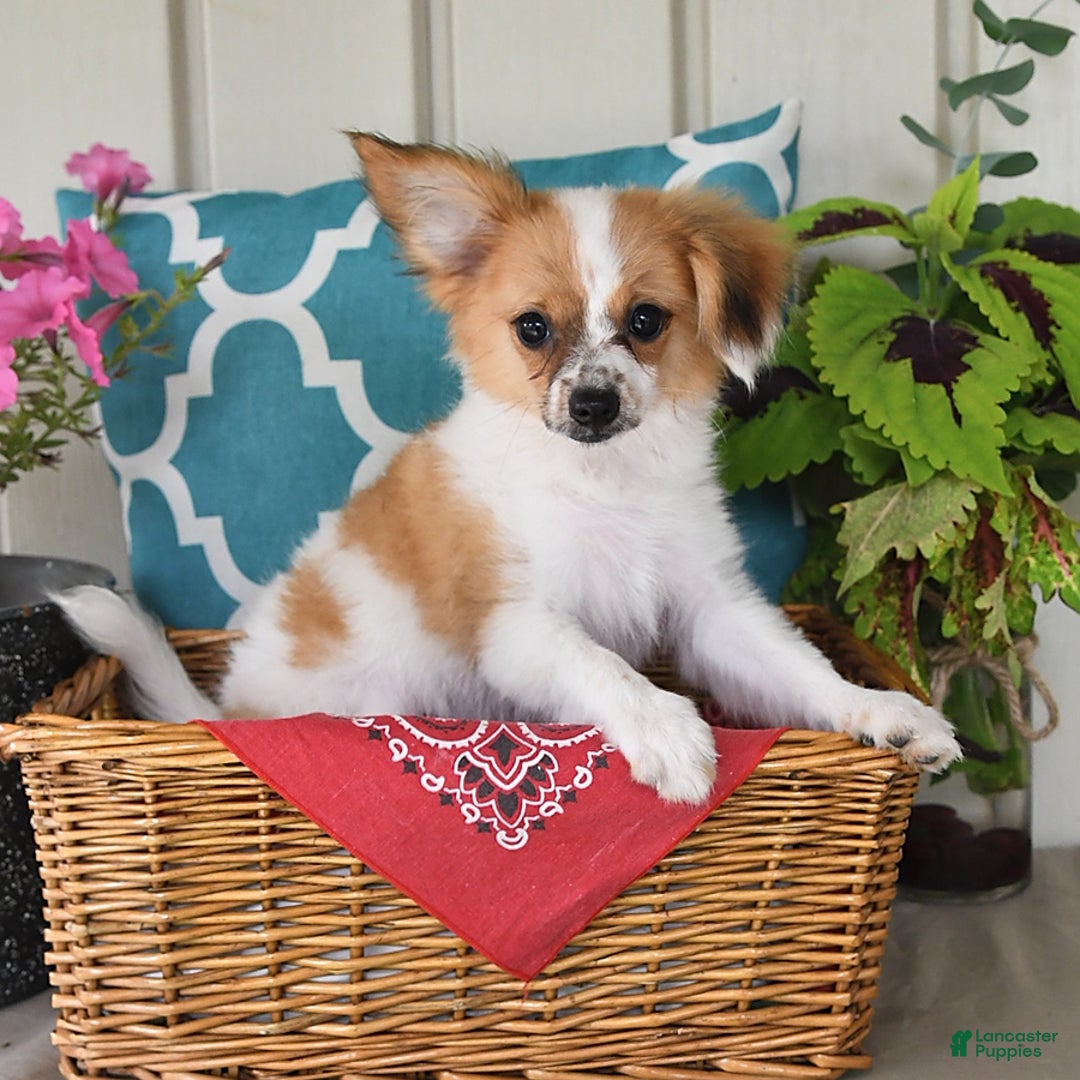 Papillon dogs for sale: Alex - Ad 16