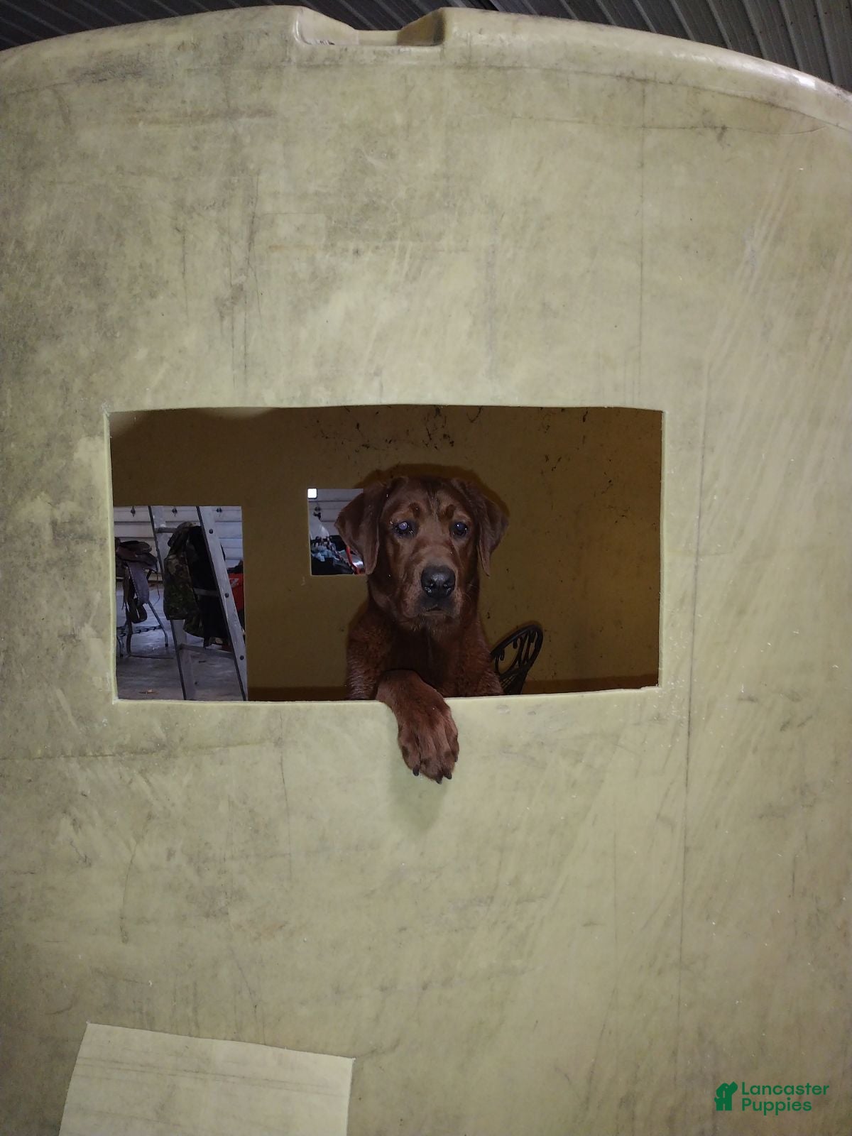 Labrador Retriever dogs Labrador Retriever 5 - Ad 17