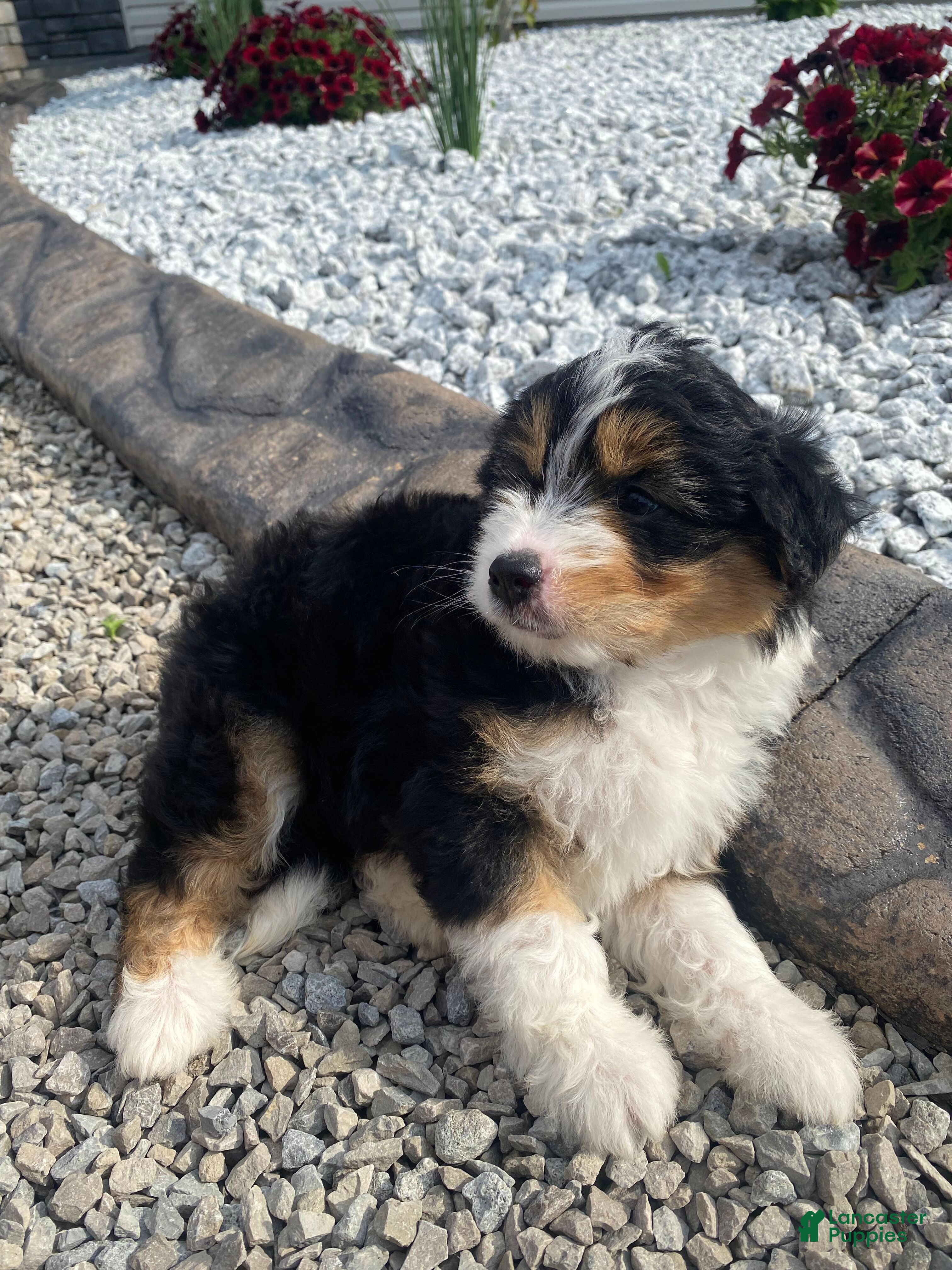 Mini Aussiedoodle dogs Kaylie - Ad 2