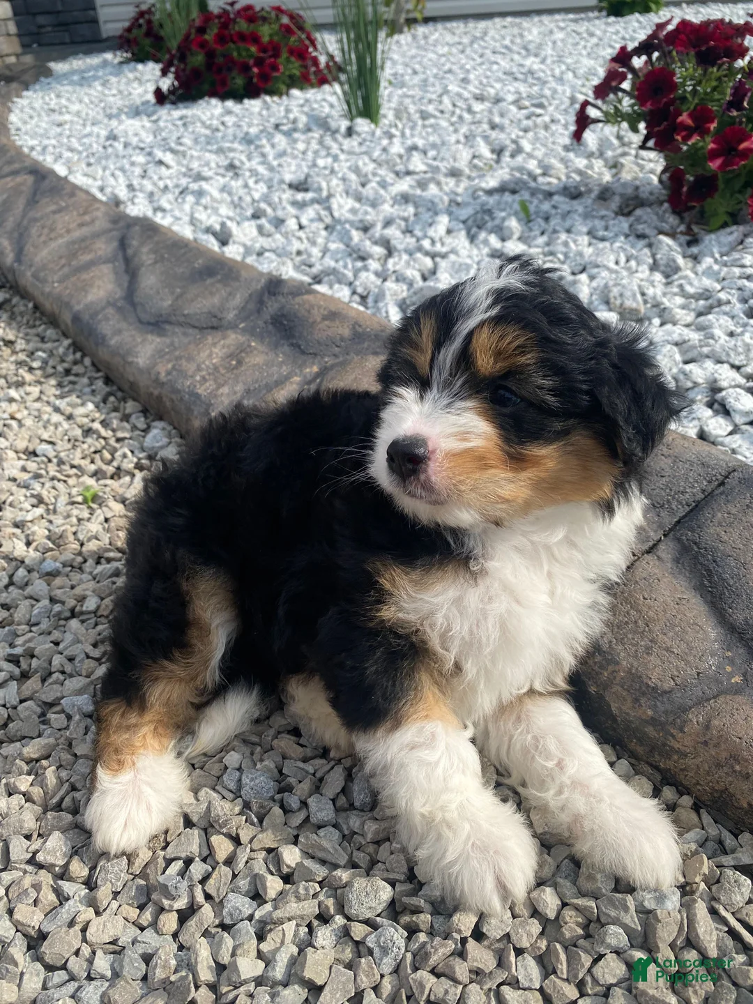 Mini Aussiedoodle dogs for sale: Kaylie - Ad 2