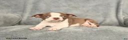 Boston Terrier dogs for sale: Buddy - Ad 3