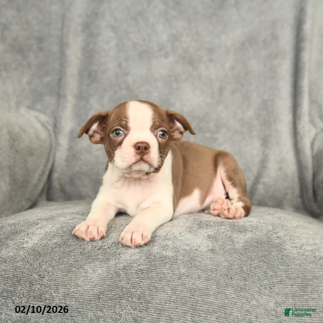 Boston Terrier dogs for sale: Buddy - Ad 3
