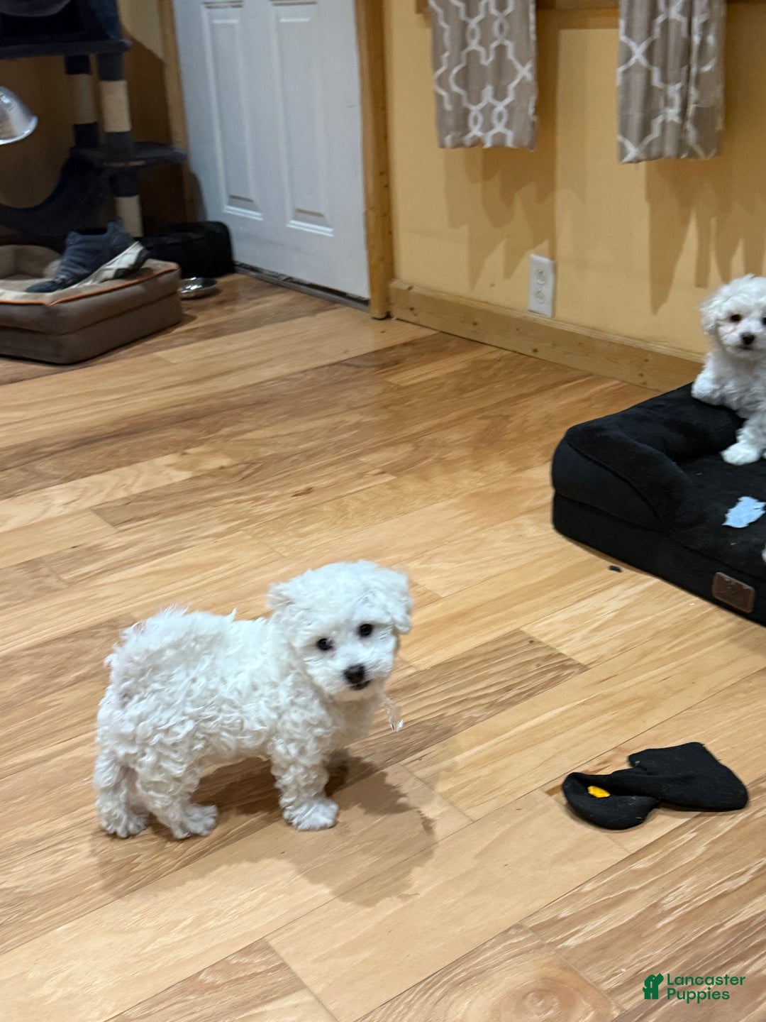 Bichon Frise dogs for sale: Bichon Frise Puppy 2 - Ad 1