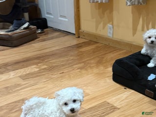 Bichon Frise dogs Bichon Frise Puppy 2 - Ad 14