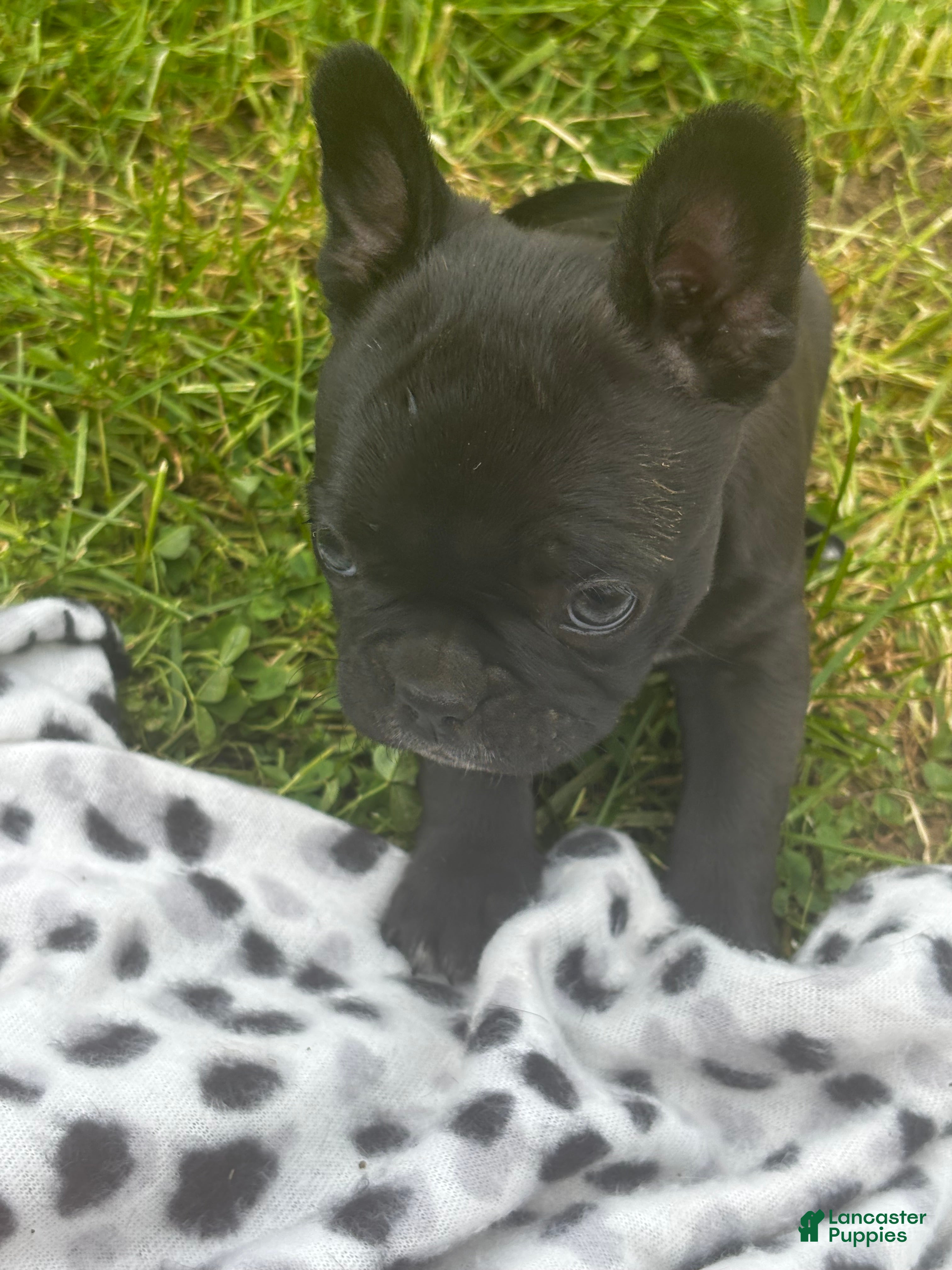 Mixed Breed dogs Dolly - Ad 10