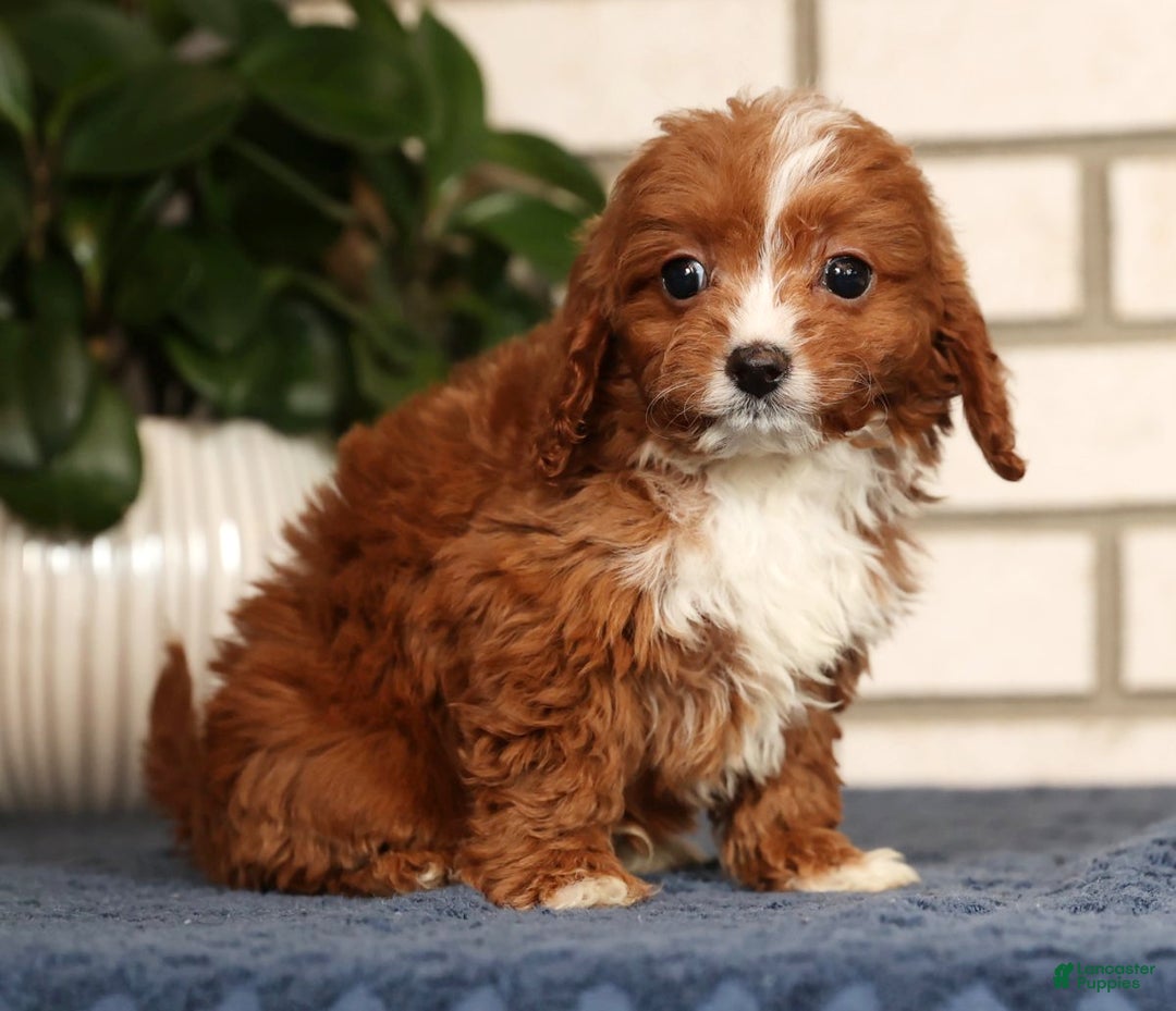 Cavapoo dogs for sale: Dash - Ad 8