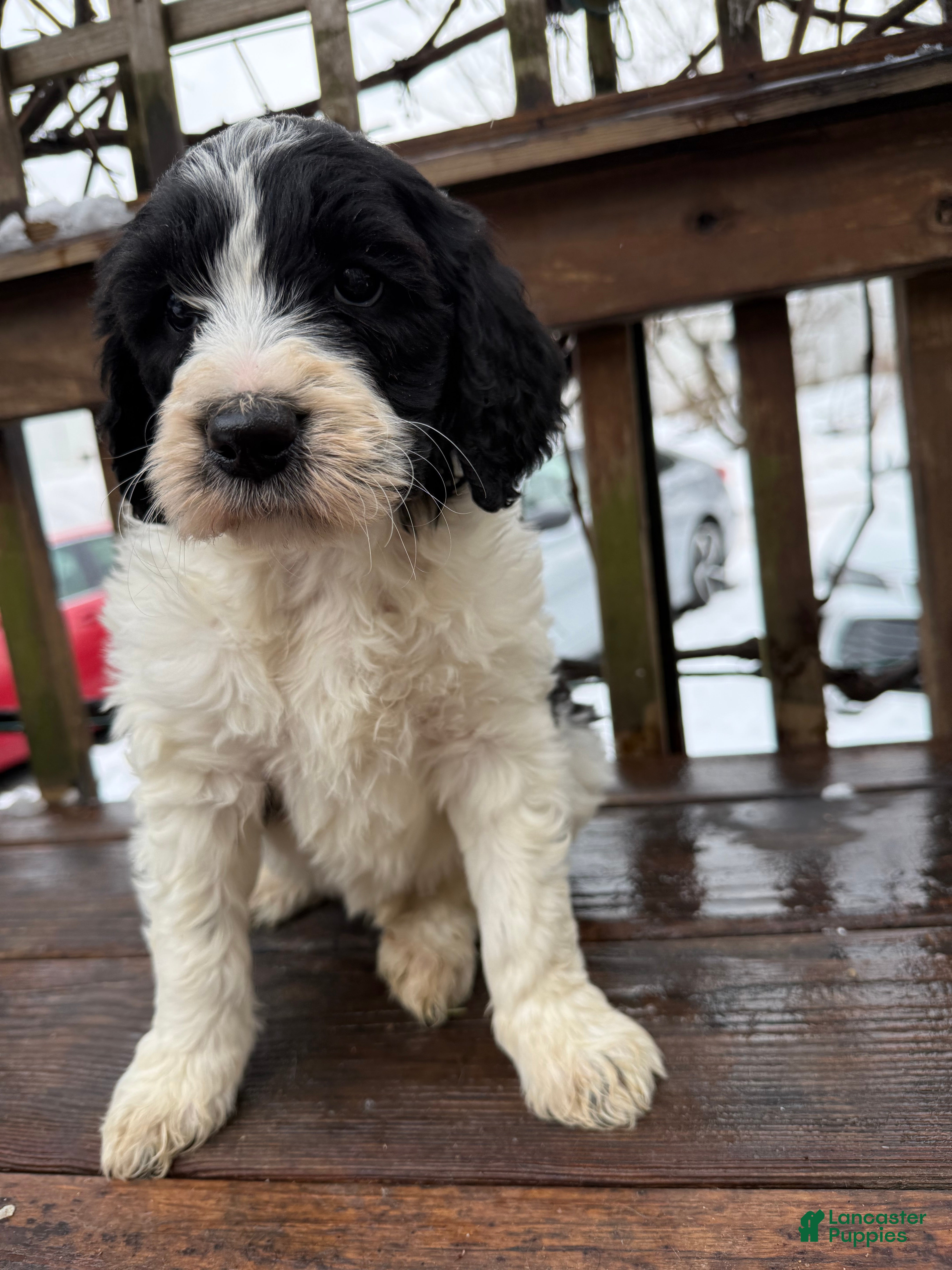 Goldendoodle dogs Cookie - Ad 1