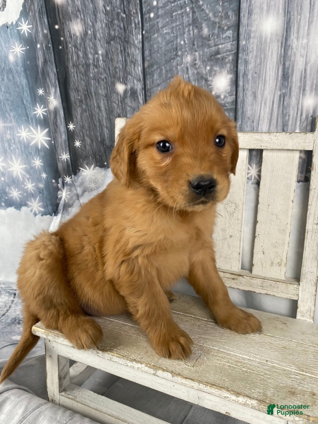 Golden Retriever dogs for sale: Betty - Ad 3