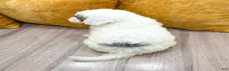 Miniature Poodle dogs for sale: Buddy - Ad 4