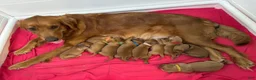 Golden Retriever dogs for sale: Miss Red - Ad 7