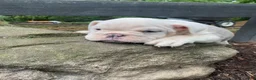English Bulldog dogs for sale: Maverick - Ad 13