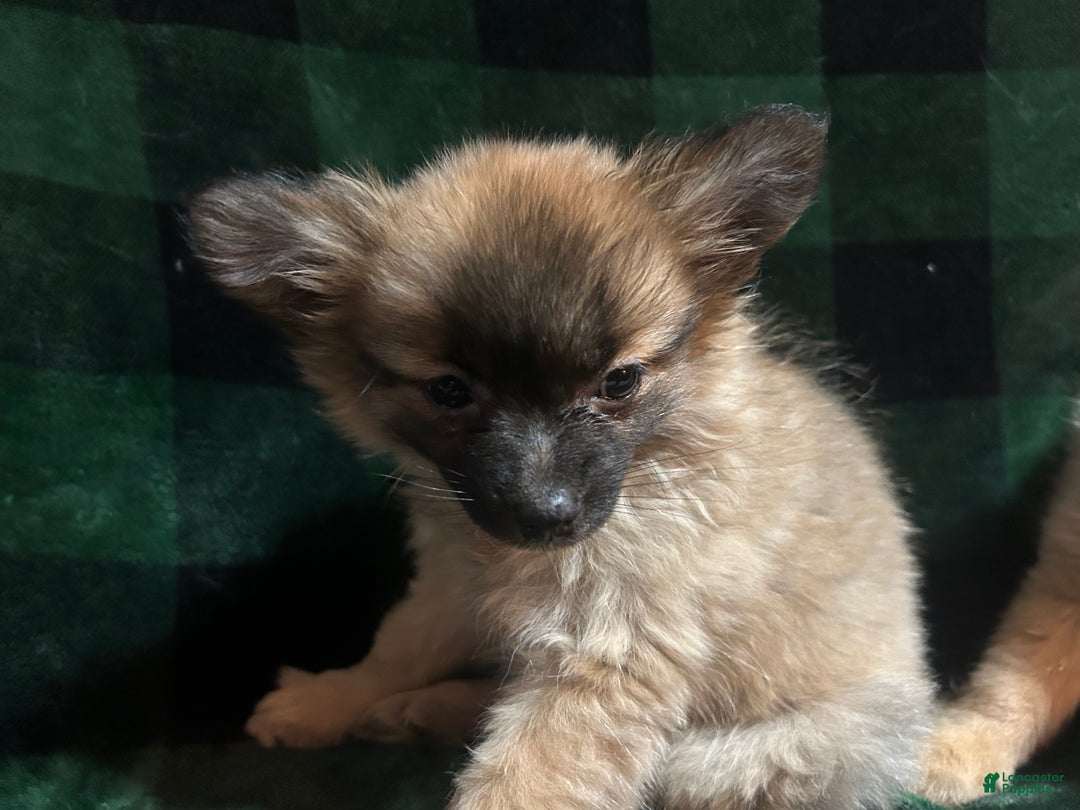 Mixed Breed dogs for sale: Sunny - Ad 1