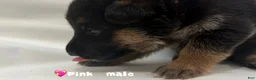 German Shepherd dogs for sale: pink - Ad 3