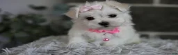 Maltipoo dogs for sale: Angel - Ad 11