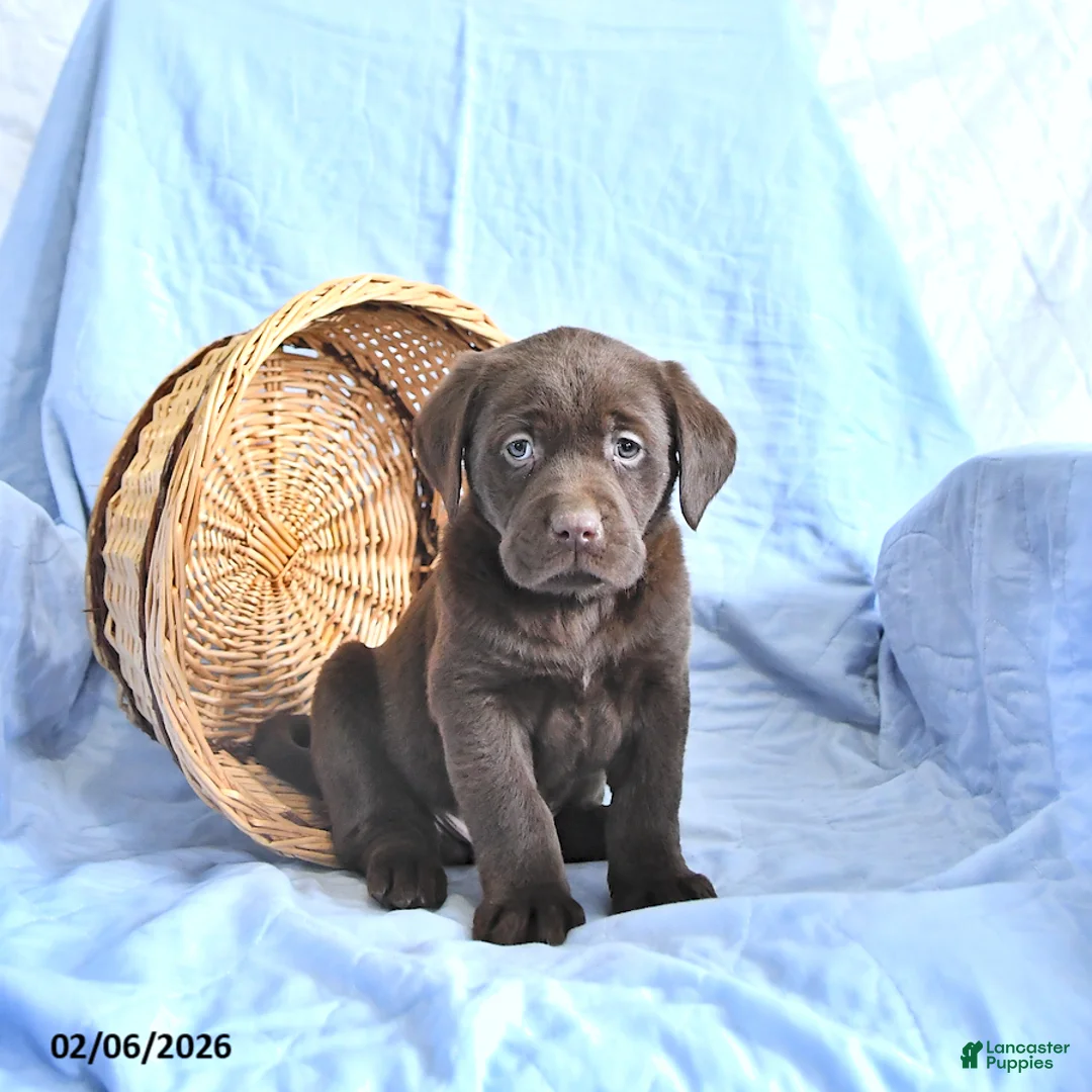 Labrador Retriever dogs for sale: Dylan - Ad 1