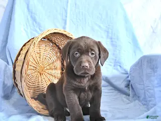 Labrador Retriever dogs Dylan - Ad 22