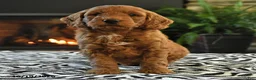 Mini Goldendoodle dogs for sale: Leonard - Ad 5