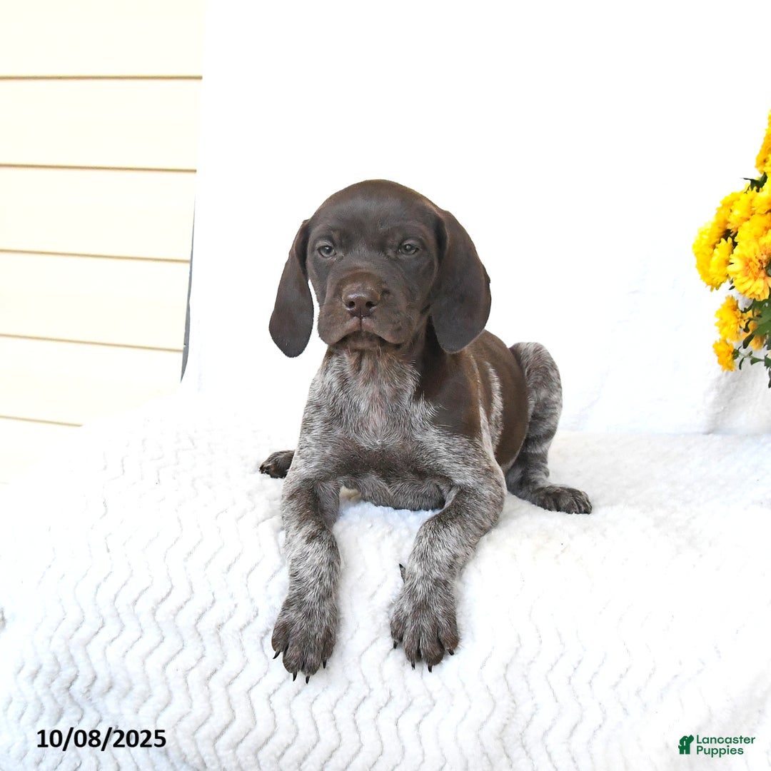 German Shorthaired Pointer dogs for sale: Candy - Ad 4