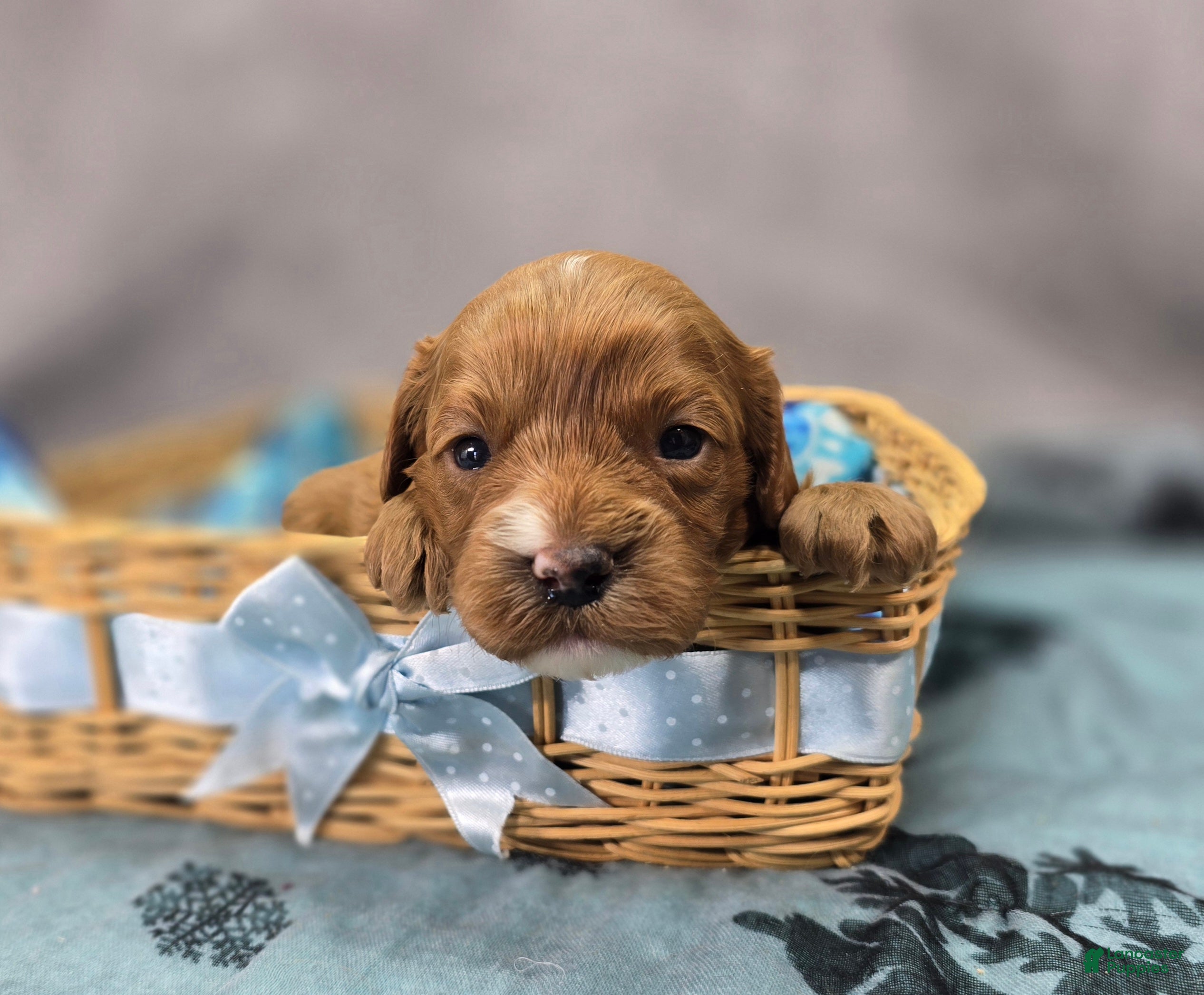 Cavapoo dogs Mittens - Ad 10