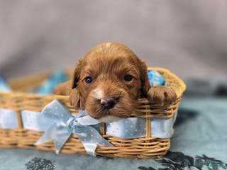 Cavapoo dogs Mittens - Ad 6