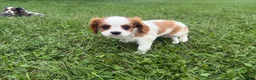 Cavalier King Charles Spaniel dogs for sale: Leah - Ad 12