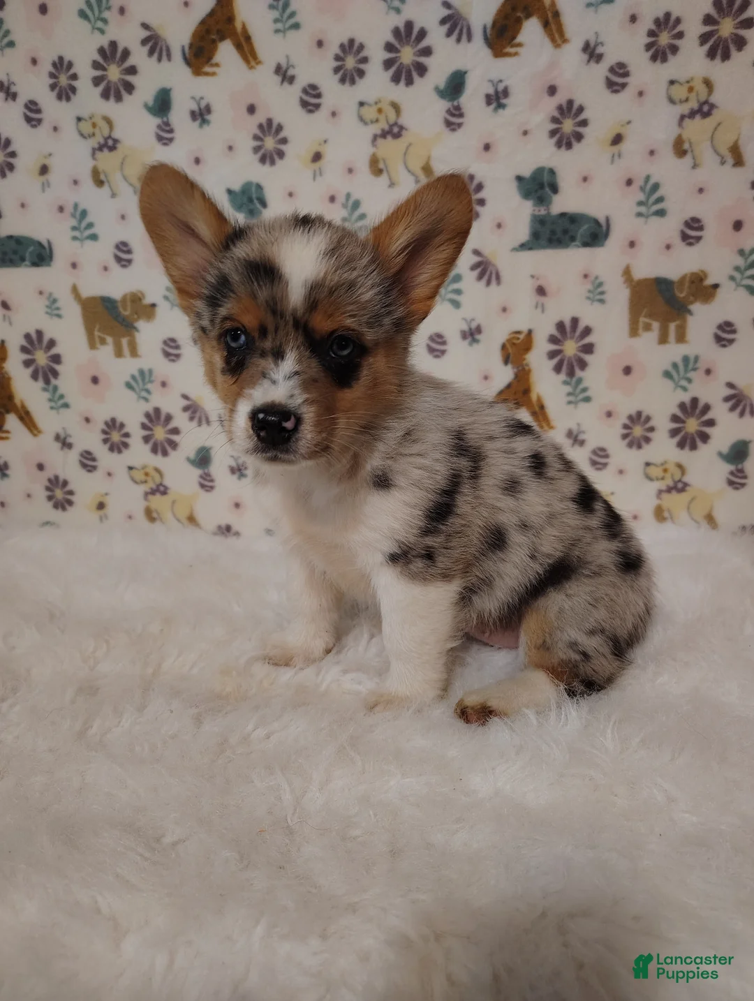 Mixed Breed dogs for sale: Montana  - Ad 2