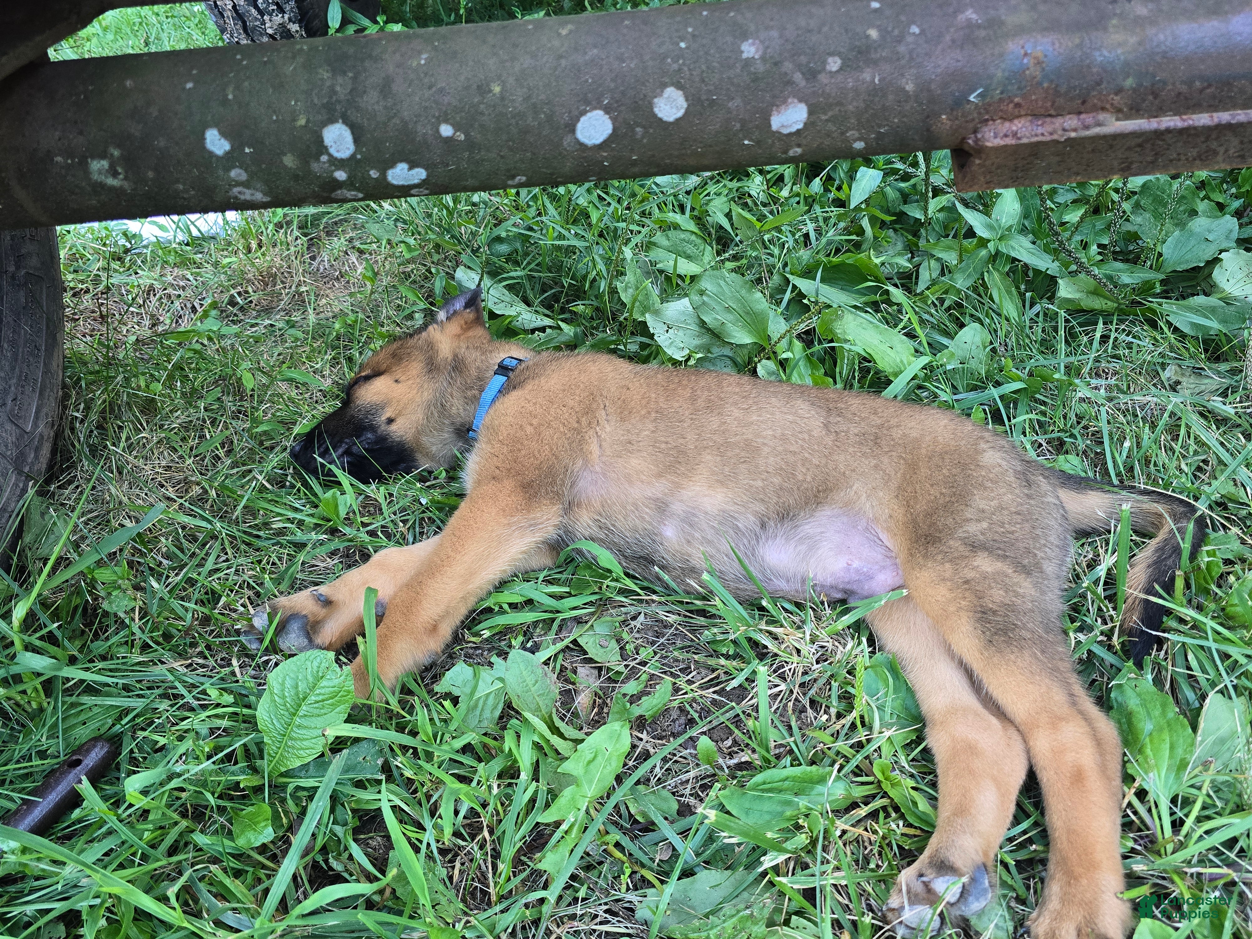 Belgian Malinois dogs Belgian Malinois 5 BLUE - Ad 1