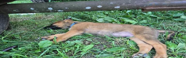 Belgian Malinois 5 BLUE