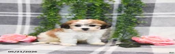 Teddy Bear dogs for sale: Spencer - Ad 3