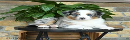 Australian Shepherd dogs for sale: Misty - Ad 4