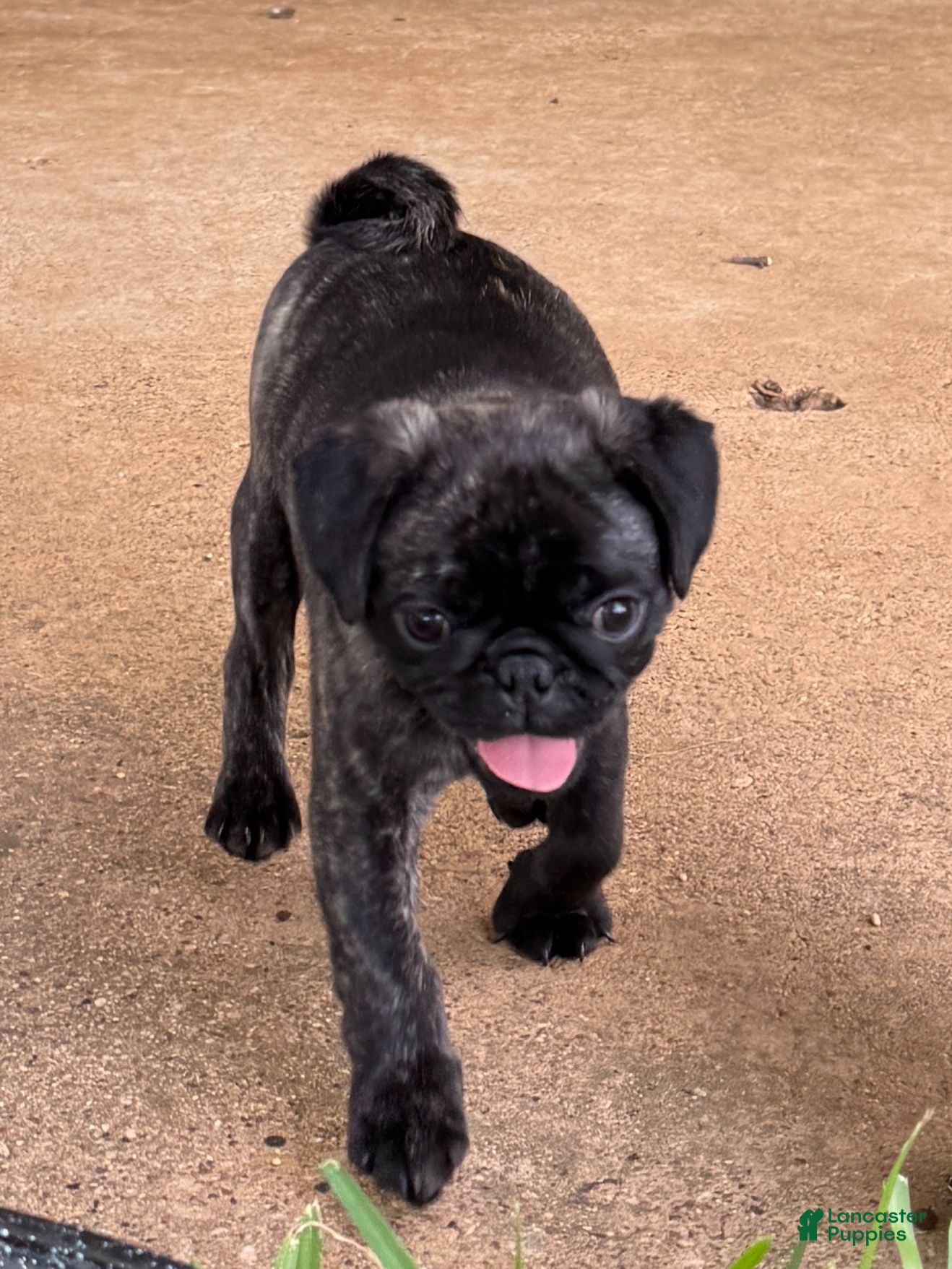 Mixed Breed dogs Brindle Boy - Ad 1