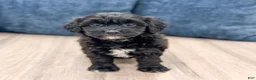 Havapoo dogs for sale: Betsy - Ad 6