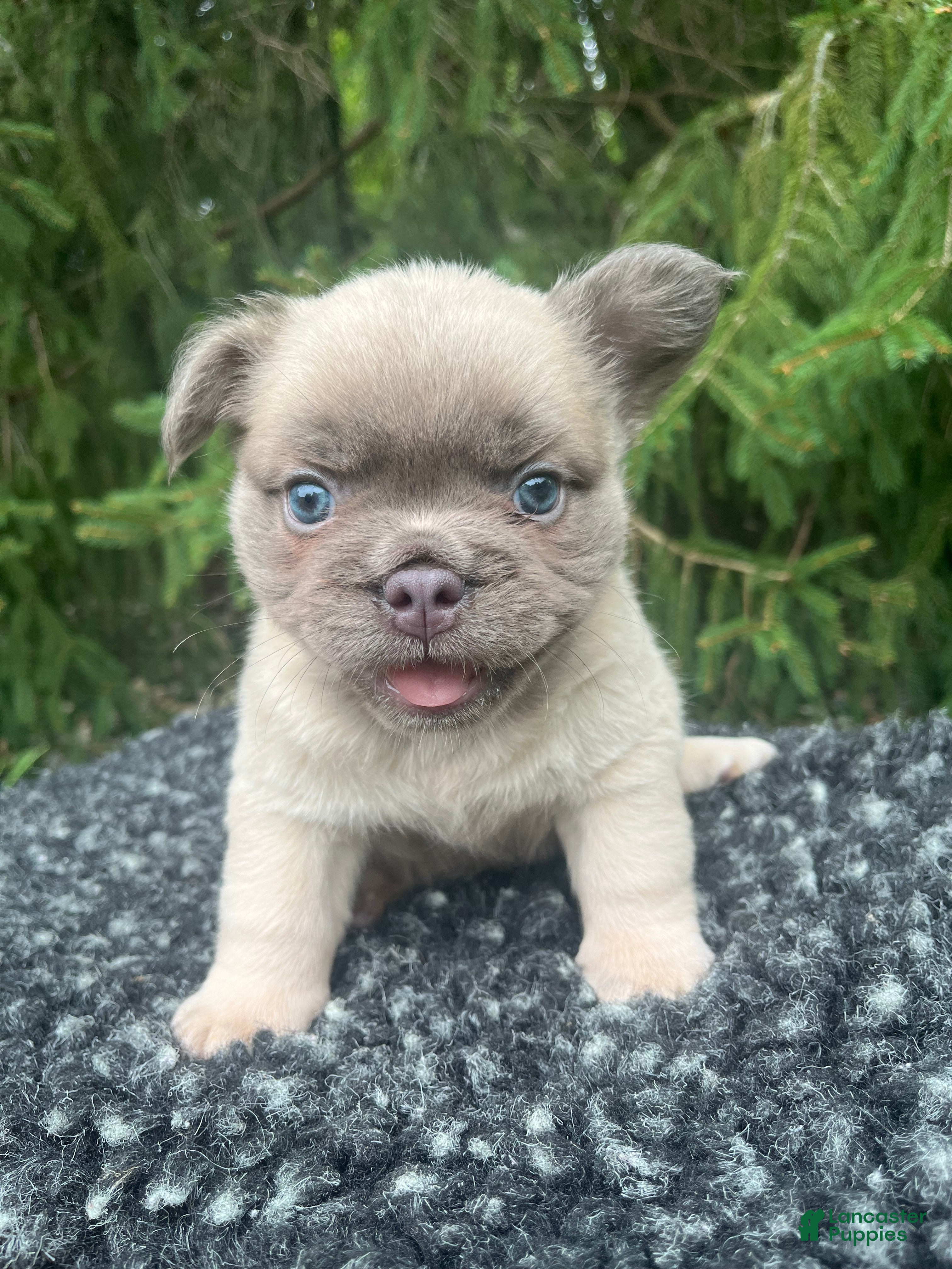 French Bulldog dogs Milo - Ad 1