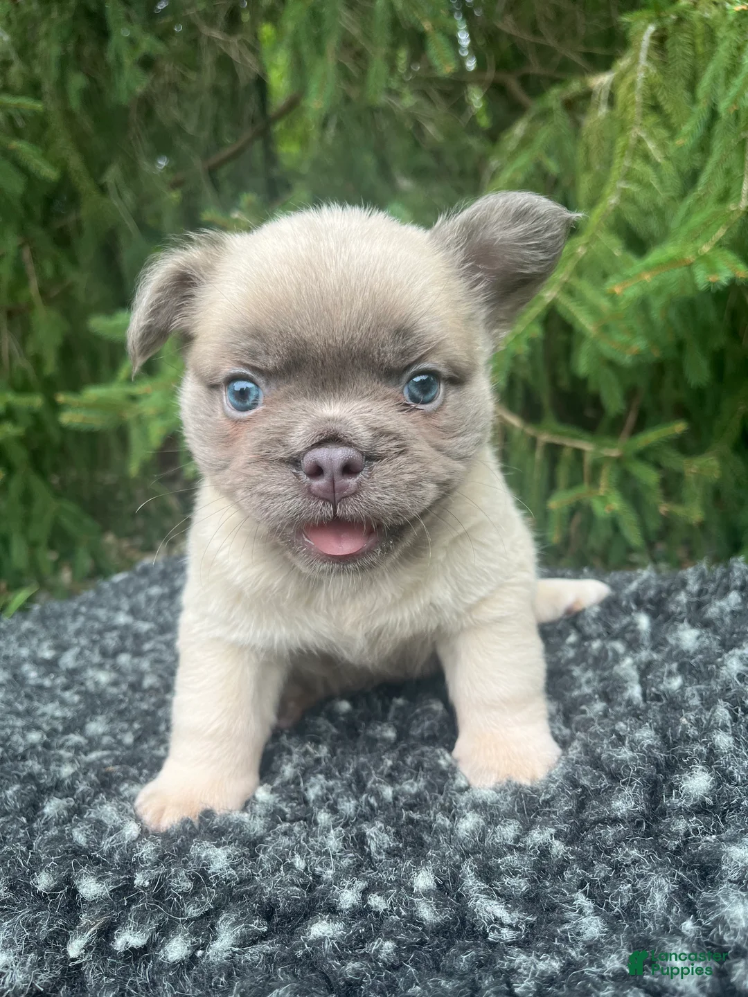 French Bulldog dogs for sale: Milo - Ad 1