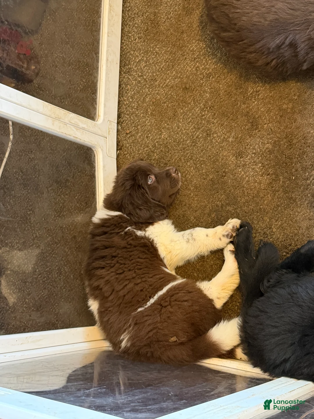 Newfoundland dogs for sale: Newfoundland Puppy 3 Echo - Ad 2