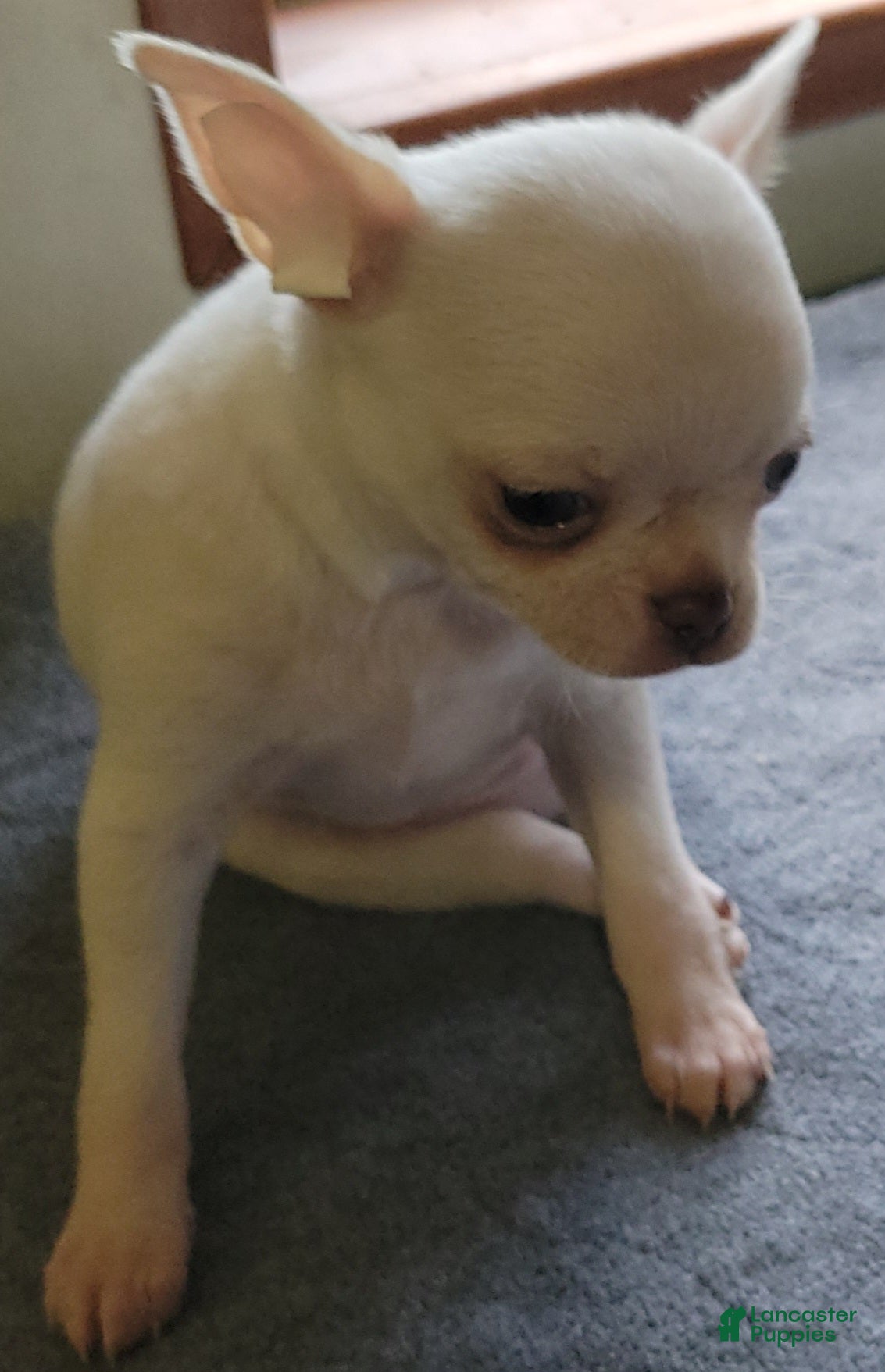 Chihuahua dogs Chihuahua 2 - Ad 2