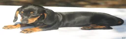 Dachshund dogs for sale: Darlene  - Ad 3