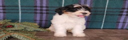 Mini Bernedoodle dogs for sale: Vixon - Ad 3