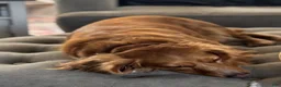 Miniature Dachshund dogs for sale: Miniature Dachshund 3 - Ad 3