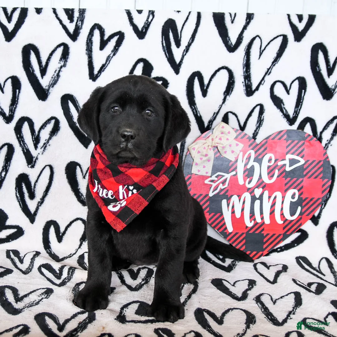 Labrador Retriever dogs for sale: Maggie - Ad 1