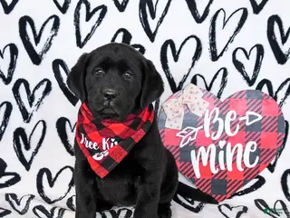 Labrador Retriever dogs for sale: Maggie - Ad 2