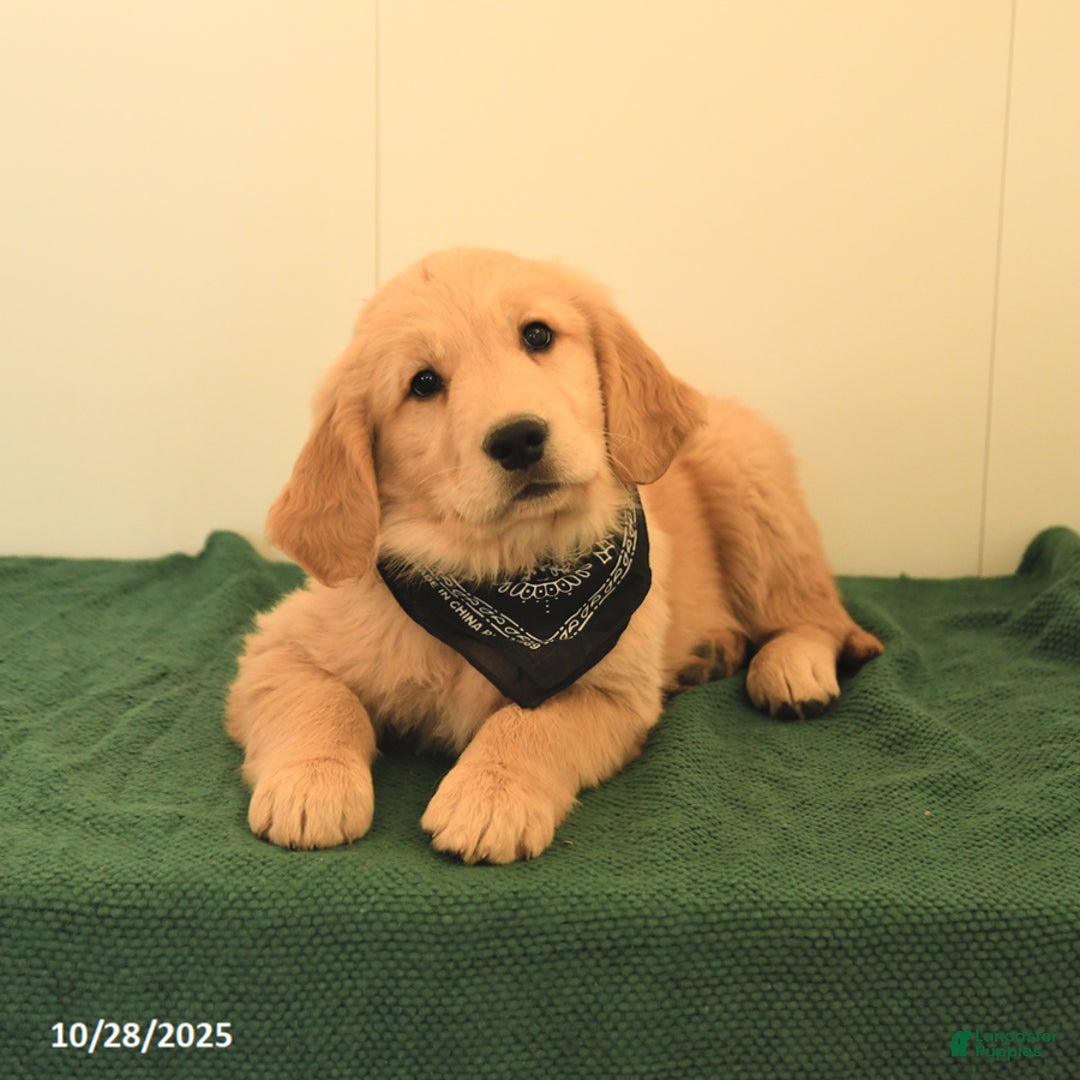 Golden Retriever dogs for sale: Walnut - Ad 8