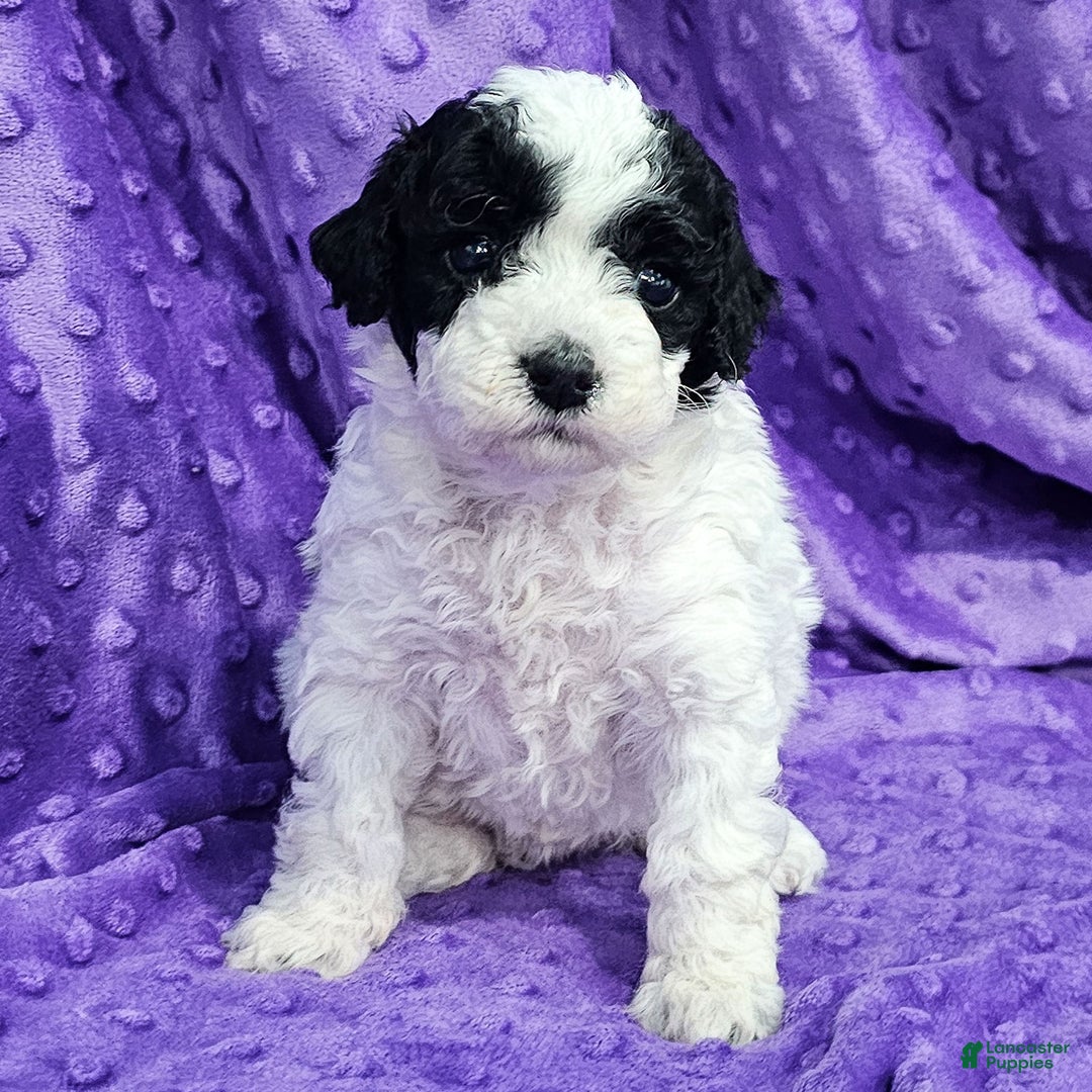 Mixed Breed dogs for sale: Daisy - Ad 1