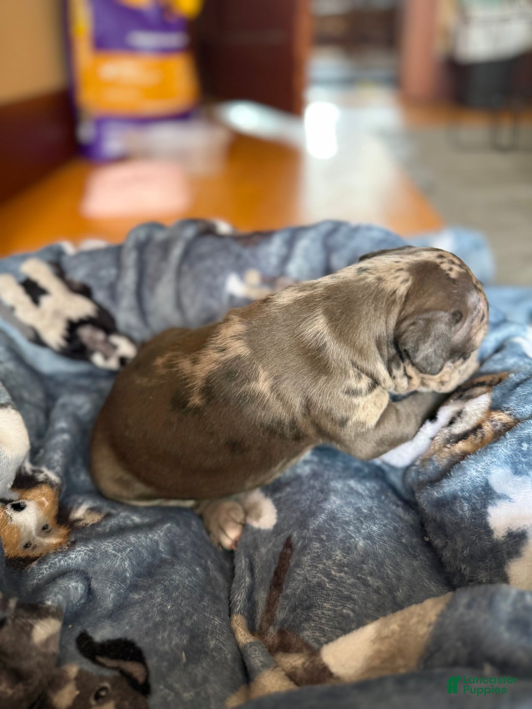 American Bully dogs for sale: Sandy(female) - Ad 13