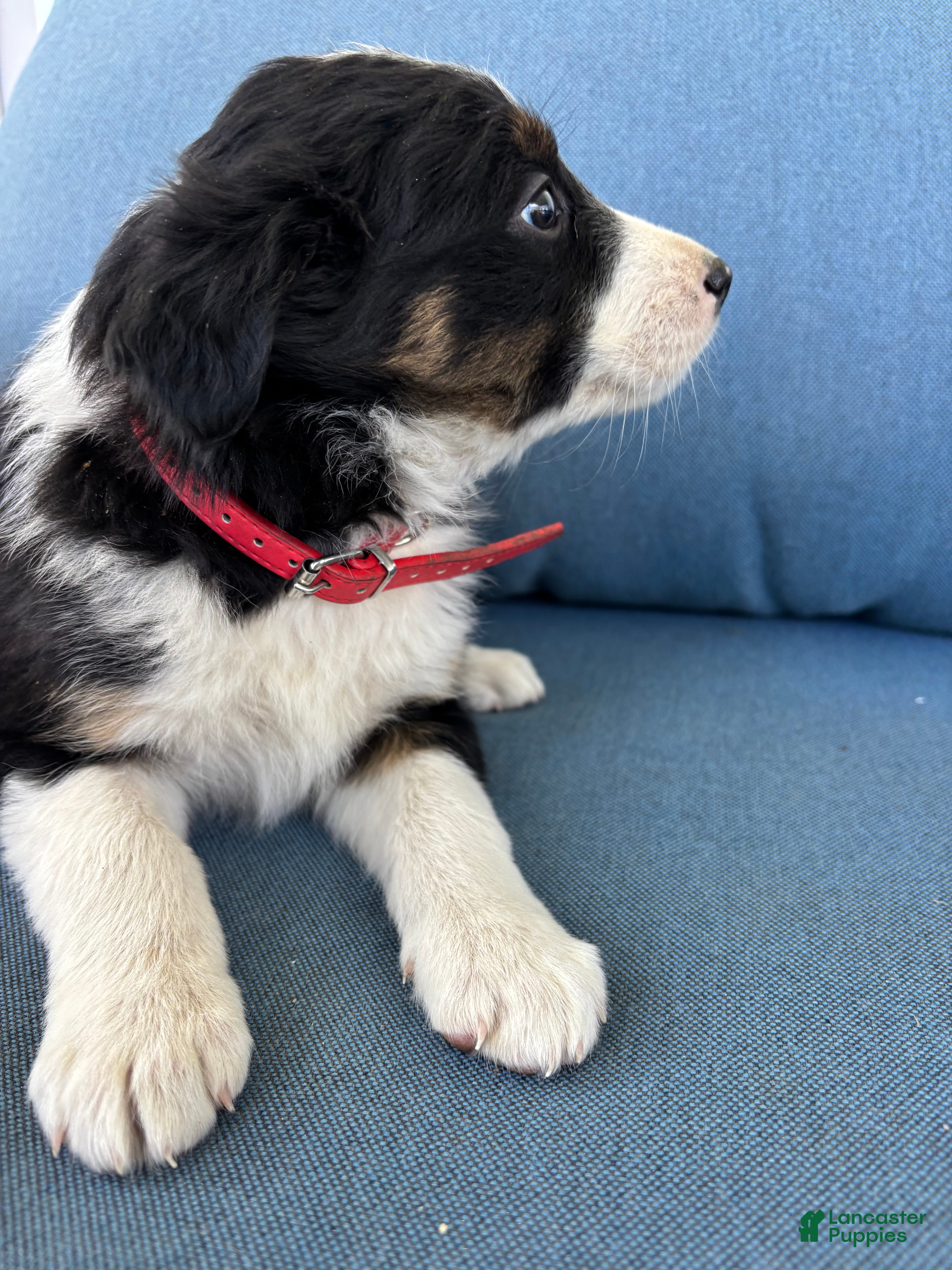 Mixed Breed dogs Lucky - Ad 1