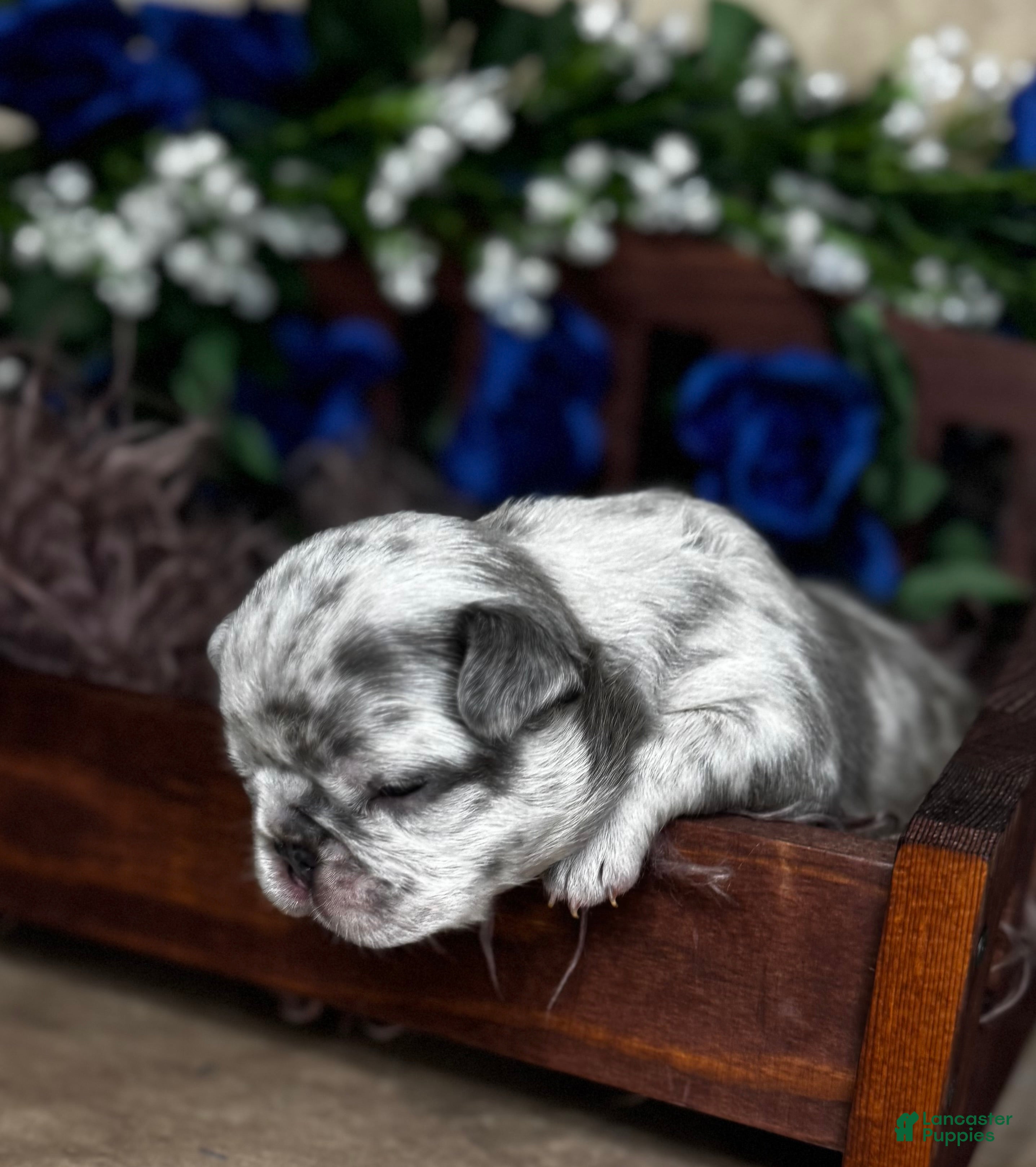 French Bulldog dogs AIKO - Ad 31