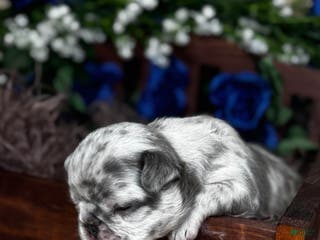 French Bulldog dogs AIKO - Ad 31