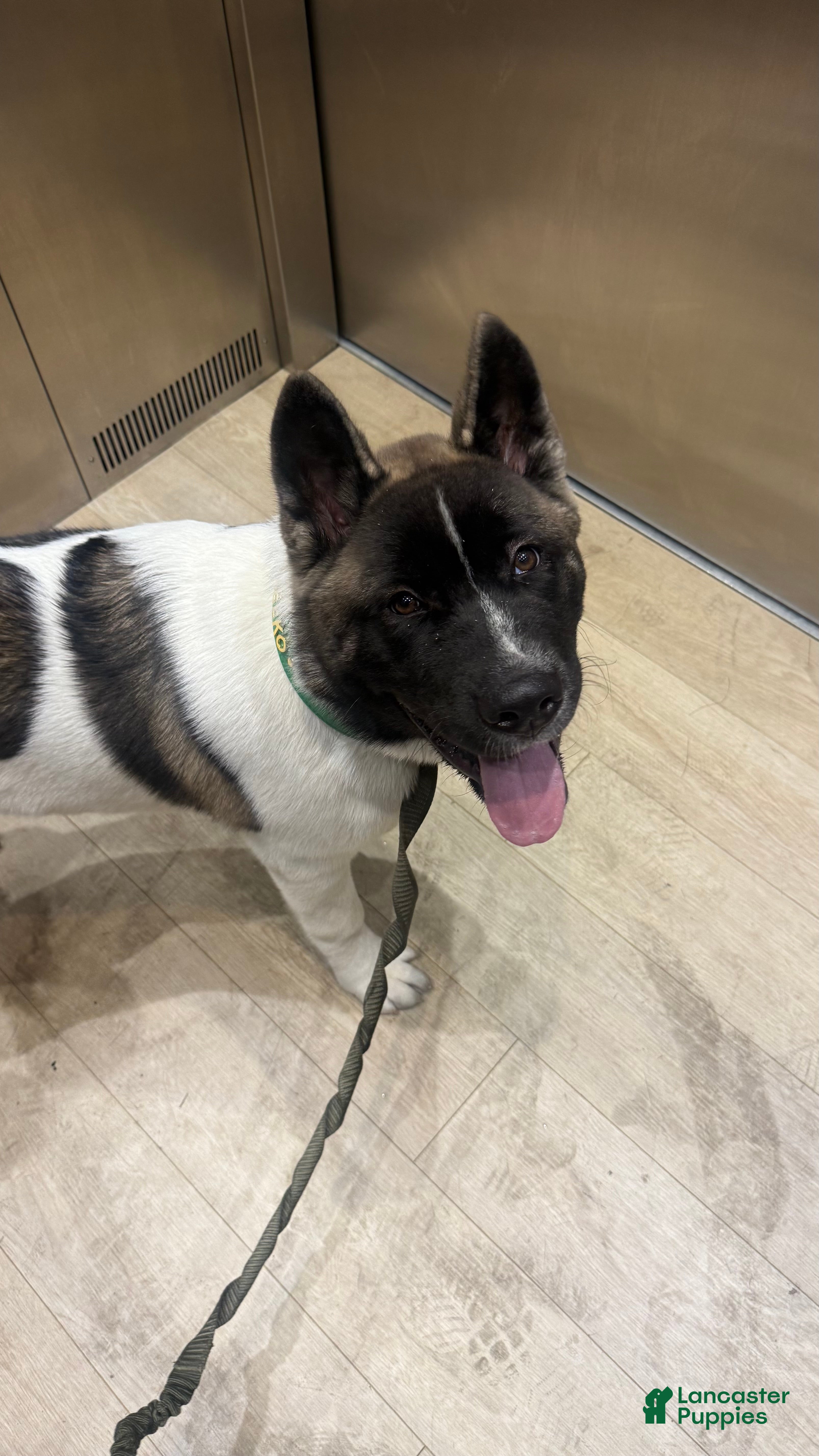 Akita dogs Akita 1 - Ad 14