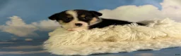 Welsh Corgi Pembroke dogs for sale: Aca Delilah Natural bobtail Bluie and fluffy carrier triple clear - Ad 5